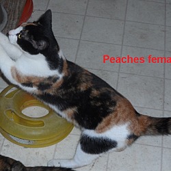 Thumbnail photo of PEACHES WANTS HER OWN HOME #3