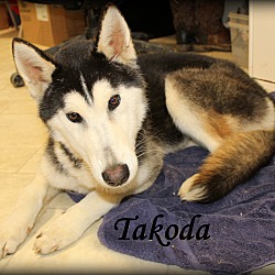 Thumbnail photo of Takoda~meet me! #2