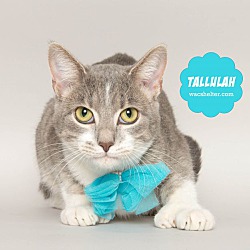 Thumbnail photo of TALLULAH #4