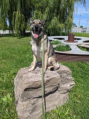 Wellandport, ON German Shepherd Dog. Meet Sammy a Pet for Adoption