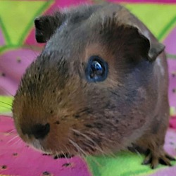 Photo of Pennie