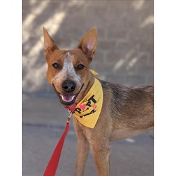 Photo of COPPER