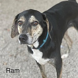 Photo of Ram