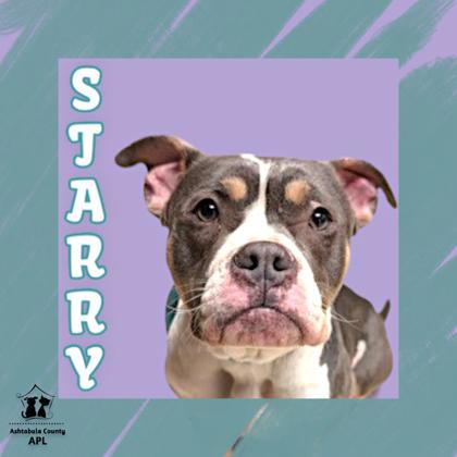 Photo of Starry