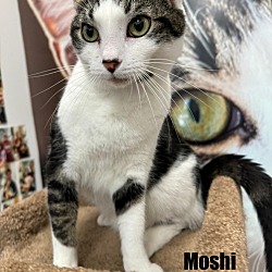 Photo of Moshi