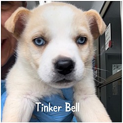 Photo of Tinker Bell