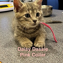 Photo of Daisy Dassie S.