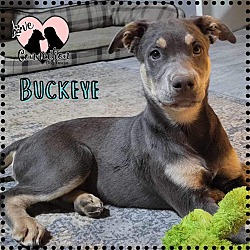 Photo of Buckeye