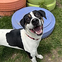 adopt a pet