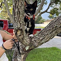adopt a pet