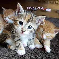 Thumbnail photo of Willow - Adopted FTA June 2016 #1