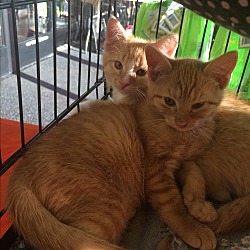Thumbnail photo of Orange Kittens #2