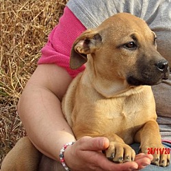 Thumbnail photo of Tink (14 lb) Pretty Pup! #1