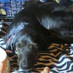Thumbnail photo of Brandi **In a foster home** #2