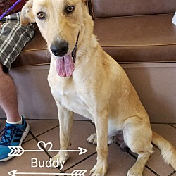 Thumbnail photo of Buddy 2 #1