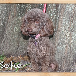 Thumbnail photo of Sofie #3