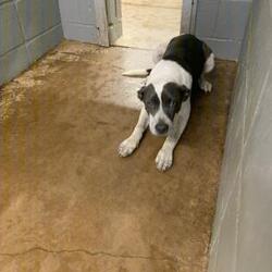 Cullman Animal Control & Shelter in Cullman, Alabama