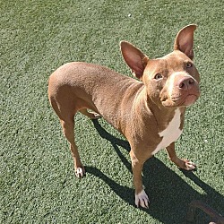 Photo of Penelope-$75 Adoption Fee! Diamond Dog!
