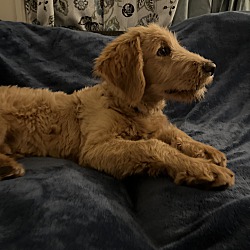 Photo of Luca