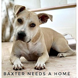 Photo of BAXTER