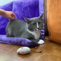 adopt a pet