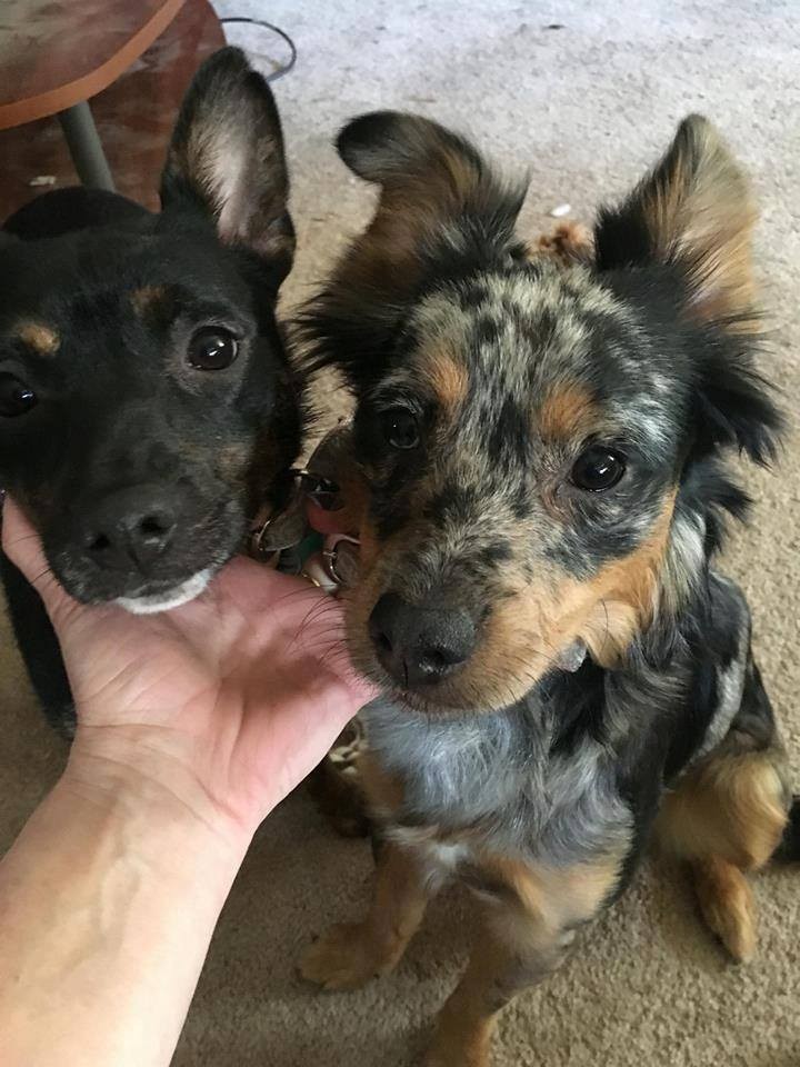 australian shepherd pinscher mix