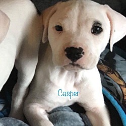 Thumbnail photo of Casper #1