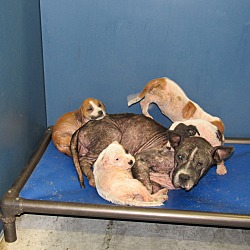 Thumbnail photo of Bonnie & 4 Puppies #2