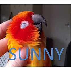 Thumbnail photo of Sunny The Sun Conure #1