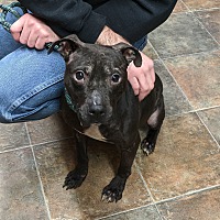 Columbiana County Dog Pound & Adoption Center in Lisbon, Ohio