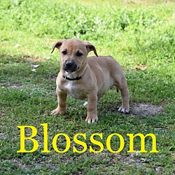 Thumbnail photo of Blossom #2