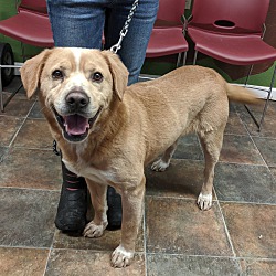 Columbiana County Dog Pound & Adoption Center in Lisbon, Ohio