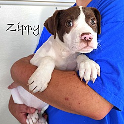Thumbnail photo of Zippy ~ meet me! #2