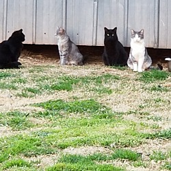 Photo of Feral Barn Cats