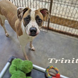 Thumbnail photo of Trinity #3