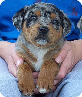 Milford Nj Rottweiler Meet Baji A Pet For Adoption