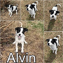 Photo of Alvin