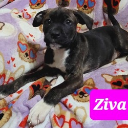 Thumbnail photo of Ziva #1