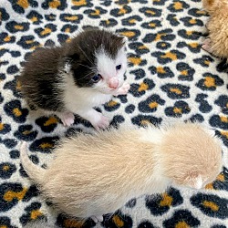 Thumbnail photo of Kittens #1