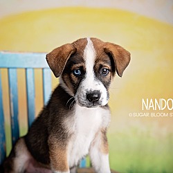 Photo of Nando