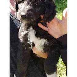 Photo of Pyrenees/Poodle puppies!