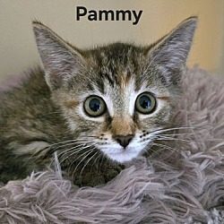 Thumbnail photo of Pammy (24-757) #1