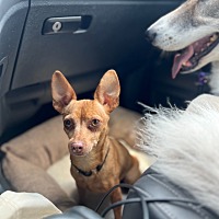 adopt a pet