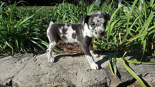 Catahoula chihuahua hot sale