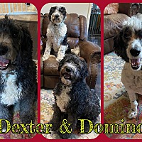 Photo of Dexter & Domino