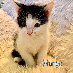 Thumbnail photo of Mango #2