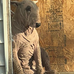Photo of Bonnie