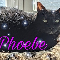 Thumbnail photo of Phoebe #3
