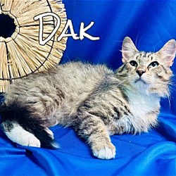 Photo of Dak