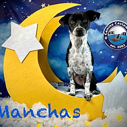 Thumbnail photo of Manchas #3